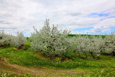 Bahar bahçesinde çiçek açan elma ağaçları 