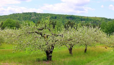 elma meyve bahçesinde bahar zamanı