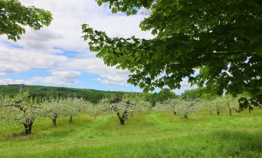 elma meyve bahçesinde bahar zamanı