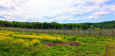 Güzel bahar bahçesi, bahar zamanı