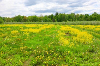 İlkbaharda çiçek açan karahindiba tarlaları