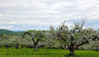 elma meyve bahçesinde bahar zamanı 