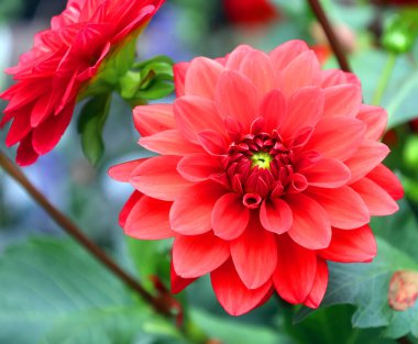 Yeşil yapraklı kırmızı yıldız çiçeği