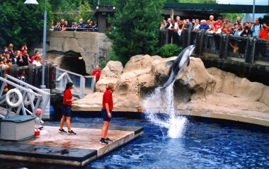 VANCOUVER BC CANADA JUNE 13 2015: Aquarium no longer houses cetaceans, including Pacific white-sided dolphins. clipart