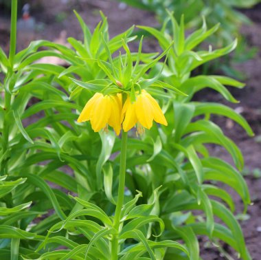 Güneşli yaz gününde bahçede yetişen güzel çiçekler.