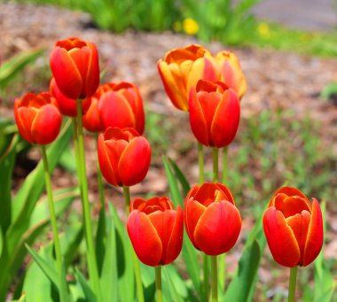 Bahçenin arka planında parlak renkli laleler