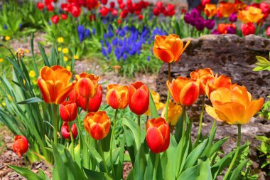 Bahar bahçesinde kırmızı ve sarı laleler