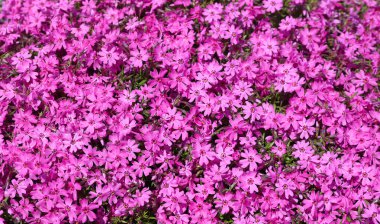 Açelya çiçekleri (rhododendron ) 