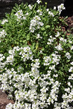 Bahçenin beyaz çiçekleri