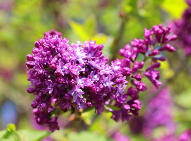 Bahar günü bahçede yetişen güzel leylak çiçeği.