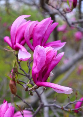 Bahçedeki güzel pembe manolya çiçekleri