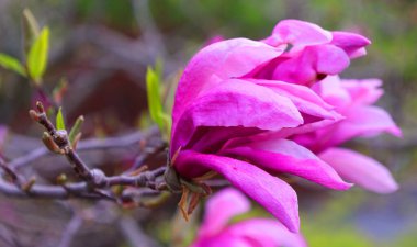 Bahçedeki güzel pembe manolya çiçekleri