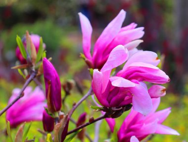 Bahçedeki güzel pembe manolya çiçekleri