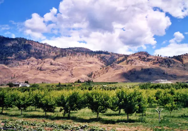 stock image Okanagan is a region in the Canadian province of British Columbia defined by the basin of Okanagan Lake and the Canadian portion of the Okanagan River.