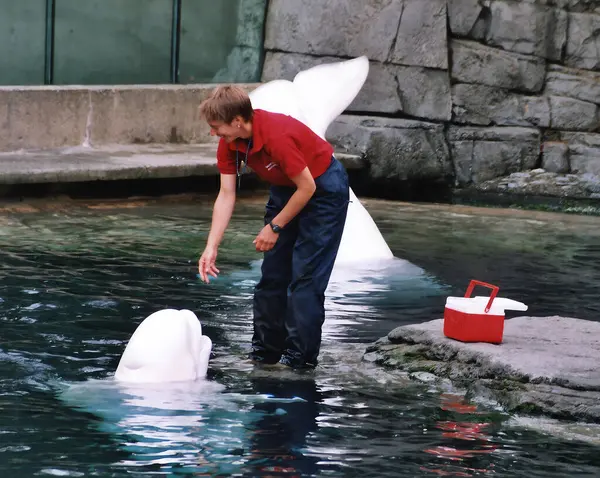 stock image VANCOUVER BC CANADA JUNE 13 2015: Aquarium no longer houses cetaceans, including Pacific white-sided dolphins.