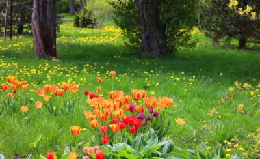 Parkta güzel bahar çiçekleri