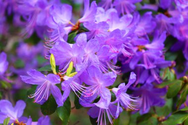 Rhododendron, Asya 'da ve ayrıca Kuzey Amerika' daki Appalachian Dağları 'nın dağları boyunca yaygın olarak bulunan ağaçlık bir bitki cinsidir..