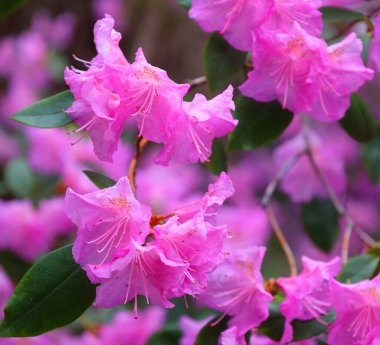 Bahçedeki güzel rhododendron çiçekleri