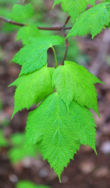 Acer spicatum, Saskatchewan 'dan Newfoundland' a ve güneyden Pennsylvania 'ya kadar Kuzey Amerika' da yaşayan bir akçaağaç türüdür.