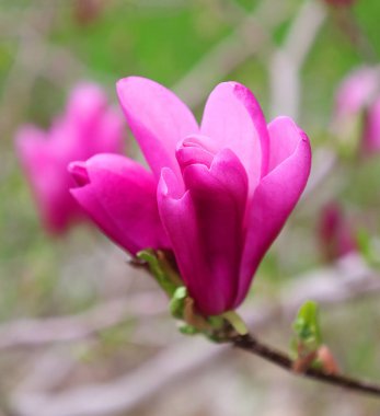 Baharda manolya çiçeği