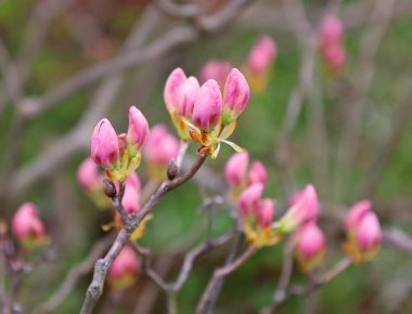 Kraliyet açelyası baharda büyük, kokulu pembe çiçeklere sahiptir. Bu büyük yapraklı açelyanın da bahar aylarında mor renkli yaprakları vardır ve yazın kadife yeşili olur.