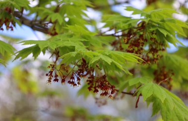 Siebold maple, Acer sieboldianum is a species of maple native to Japan and common in the forests of Hokkaido, Honshu, Shikoku and Kyushu Islands clipart