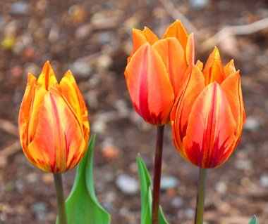 Bahçedeki turuncu laleler