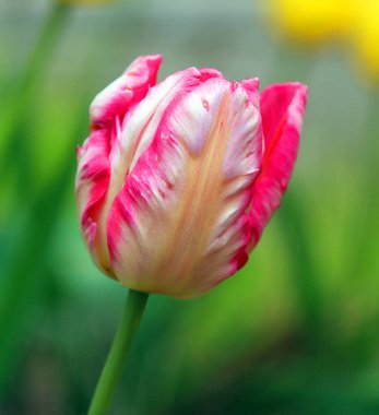 Bahçedeki güzel lale