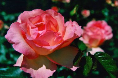 Bahçedeki güzel pembe güller