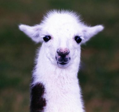 Beyaz lama doğada