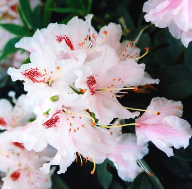 Bahçedeki pembe ve beyaz çiçekleri kapat.