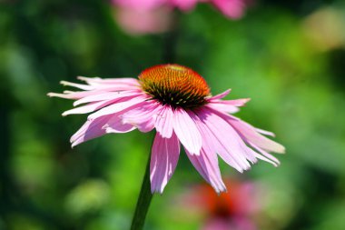 Yazın bahçede yetişen güzel çiçekler.