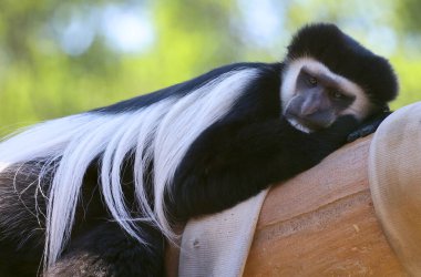 Portrait of a Colobus Monkey in zoo clipart