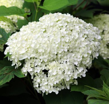 Bahçedeki güzel ortanca çiçekleri