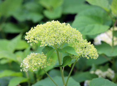 Bahçede beyaz çiçekler