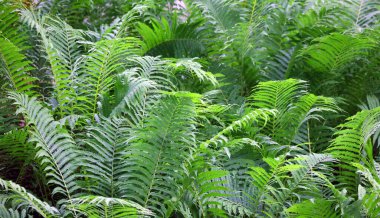 tropik eğreltiotu yaprağı dokusu arkaplanı.