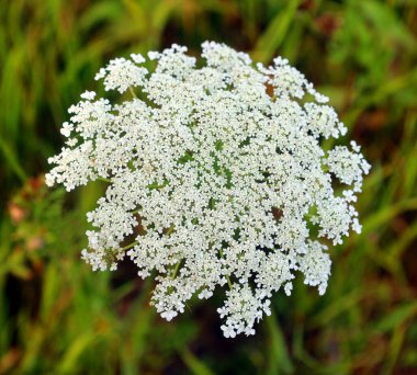 Doğadaki beyaz çiçekleri kapat