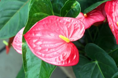 Anthurium, Araceae familyasının en büyük cinsi olan Araceae familyasından 1.000 civarında çiçek açan bitki türüdür. Yaygın isimler arasında anthurium, kuyruk çiçeği, flamingo çiçeği, at kuyruğu ve laceleaf sayılabilir.