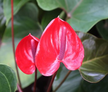 Anthurium, Araceae familyasının en büyük cinsi olan Araceae familyasından 1.000 civarında çiçek açan bitki türüdür. Yaygın isimler arasında anthurium, kuyruk çiçeği, flamingo çiçeği, at kuyruğu ve laceleaf sayılabilir.