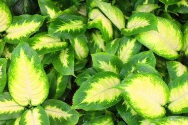 Dieffenbachia commonly known as dumb cane or leopard lily, is a genus of tropical flowering plants in the family Araceae
