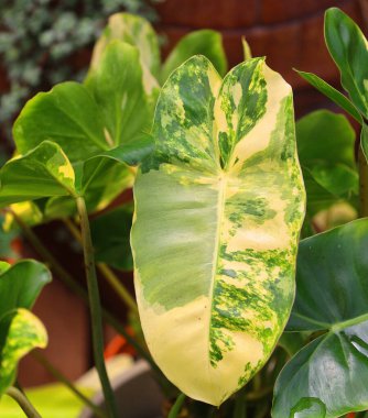 Philodendron, Araceae familyasından bir bitki cinsidir..
