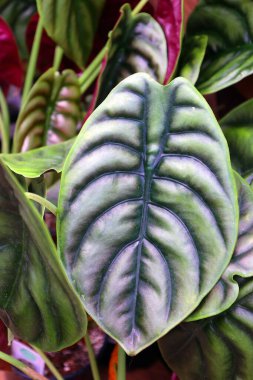 Yeşil yaprakların manzarasını kapat