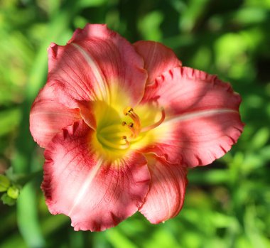 kırmızı Çiçek bahçesinde yakın çekim