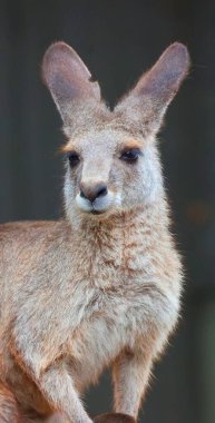 Hayvanat bahçesindeki kanguruyu kapatın.