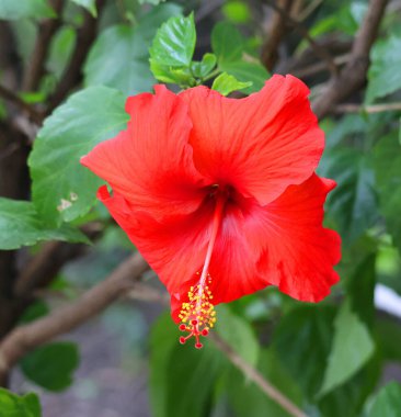 Kırmızı amber çiçeği yaklaş.