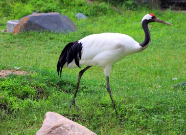 Kırmızı taç vinç (Grus japonensis)