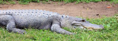 Çimlerin üzerindeki büyük timsahı kapat.