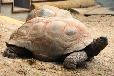 Dev kaplumbağa yerde.