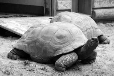 Siyah beyaz kaplumbağaların yakın plan çekimi.