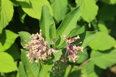 Çiçeklerin yakın plan çekimi.